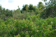 Geobalanus oblongifolius
