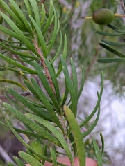 Persoonia virgata