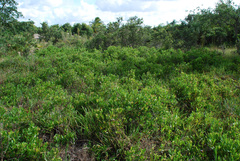 Geobalanus oblongifolius