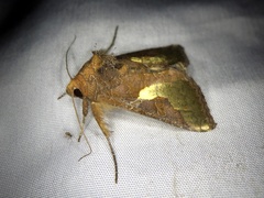 Thysanoplusia intermixta