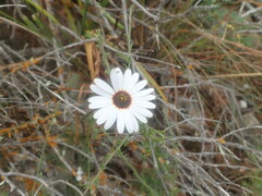 Ursinia pilifera