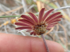 Ursinia pilifera