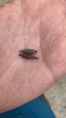Alinda biplicata