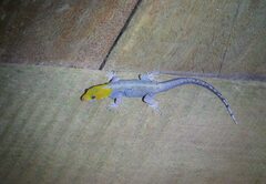 Gonatodes albogularis