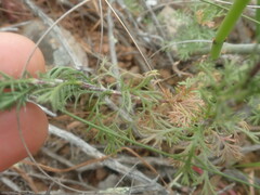 Ursinia pilifera