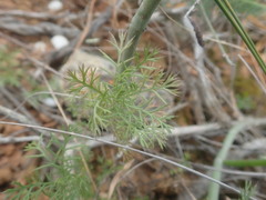 Ursinia pilifera