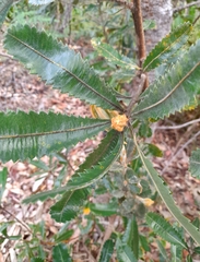 Banksia serrata