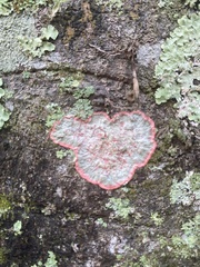 Herpothallon