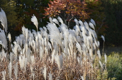 Miscanthus sacchariflorus