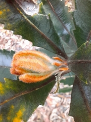 Banksia serrata