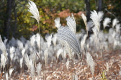 Miscanthus sacchariflorus