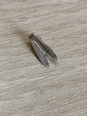 Tineola bisselliella