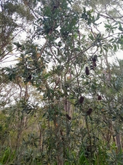Banksia serrata