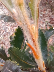 Banksia serrata