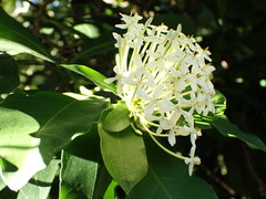 Ixora parviflora