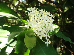 Ixora parviflora