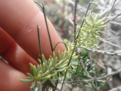 Drimia sigmoidea