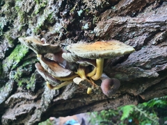 Hypholoma