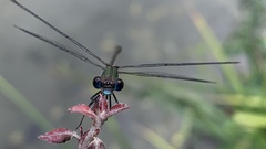 Chalcolestes