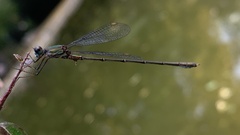 Chalcolestes