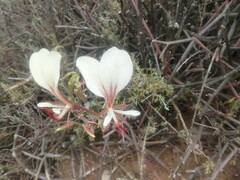 Pelargonium tetragonum