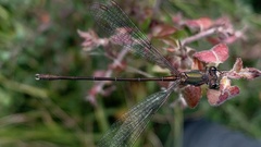 Chalcolestes