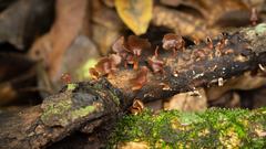 Dacryopinax elegans