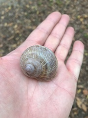 Helix pomatia