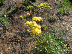 Senecio consanguineus