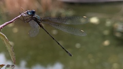 Chalcolestes