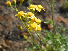 Senecio consanguineus