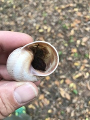 Helix pomatia