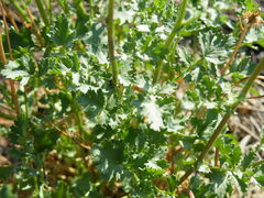 Senecio consanguineus