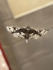 Sameodes cancellalis