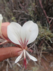 Pelargonium tetragonum