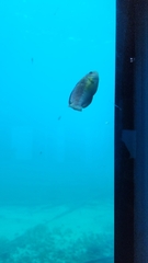 Austrolabrus maculatus