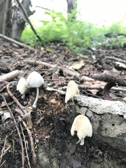 Coprinellus disseminatus