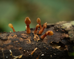 Dacryopinax elegans