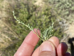 Pectocarya peninsularis