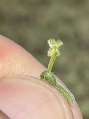 Pectocarya peninsularis
