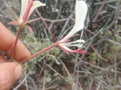 Pelargonium tetragonum