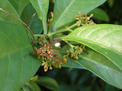Polistes japonicus