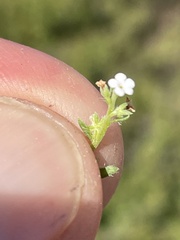 Pectocarya peninsularis
