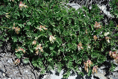 Astragalus nankotaizanensis