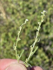 Pectocarya peninsularis