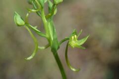Platanthera algeriensis
