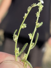 Pectocarya peninsularis