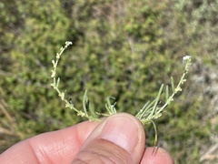 Pectocarya peninsularis