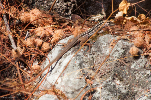 Aspidoscelis costatus
