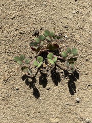Acmispon maritimus brevivexillus